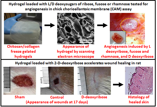 Breakthrough Collaborative Research Shows Sugars Can Be Useful for Wound Healing