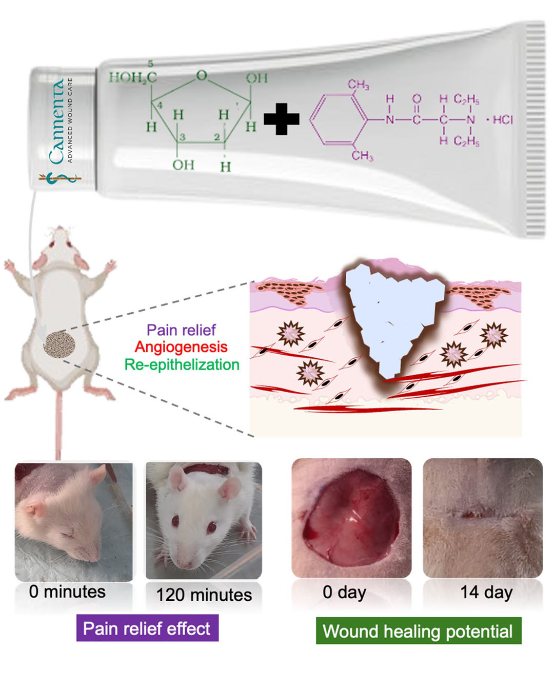 Skin Regeneration
