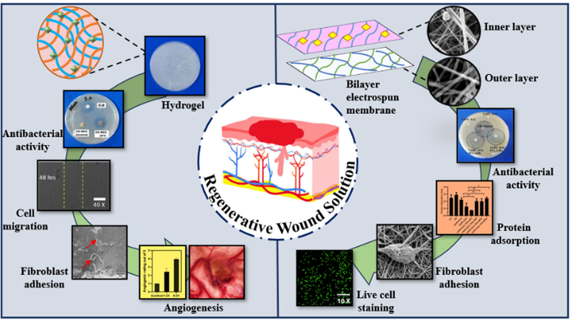 Tissue Engineering & Regenerative Medicine