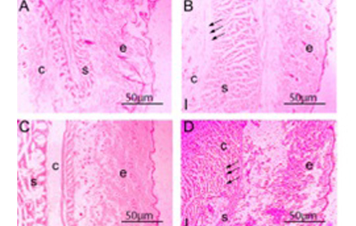 Regenerative Medicine, Tissue Engineering & Bioinformatics